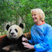 Private One Day Panda Volunteer Work at Chengdu Giant Panda Breeding Research Base in Dujiangyan