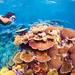 6-Day Best of Cairns Including the Great Barrier Reef, Kuranda and the Daintree Rainforest