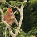 Full-Day Sepilok Orangutan and Labuk Bay Proboscis Monkey from Sandakan
