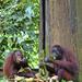 Full-Day Sepilok Orangutan and Sun Bear and Sandakan City Trail