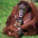 Half-Day Semenggoh Orangutan Centre Tour from Kuching