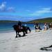 Beach Horse Riding in Connemara on the Wild Atlantic Way - 1-Day Guided Tour
