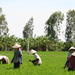 Mekong Delta Day Trip Including Tan Hoa and Co Gong from Ho Chi Minh City