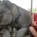 2-Day With No Riding To Elephant Retirement Park with Homestay and Meals