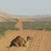 Private Group Full Day Tour: 4x4 Wahibah Desert and Wadi Bani Khalid from Muscat