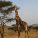 14 Day Tanzania Private Family Safari: Serengeti Ngorongoro Crater, Masai Village, Lake Manyara, Moshi and Zanzibar