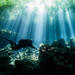 Silver Diving Package: 5 Days and 10 Cavern and Cenote Dives