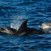 Dolphin Watching Tour from Lisbon