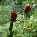5-Day Madidi and Pampas Amazon from La Paz