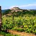 7-Day Istrian Wine Trail Tour from Pula