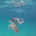 Barbados Private Turtle Swim Tour