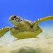 Barbados Shore Excursion: Turtle Feed and Swim Tour