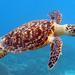 Barbados Turtle Feed and Swim Tour