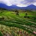 Private Full-Day Bedugul Village and Jatiluwih Rice Fields Tour from Bali