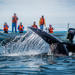 Baja Whale Watching Overnight Adventure in Magdalena Bay