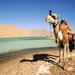 2-Hour Camel Safari to Wadi Bida or Blue Lagoon from Dahab