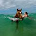 Horse Swimming Ride from Rainbow Beach