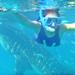 Full Day Whale Shark Experience with Tumalog Falls from Cebu