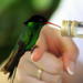 Rocklands Bird Sanctuary and Montego Bay Highlights Tour