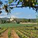 Penedes Region Wine and Food Tour with Transport from Barcelona