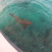 Private Shark Attack Fishing Adventure from Providenciales