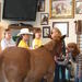 Equine Educational Tour