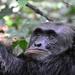 5-Day Chimpanzee and Wildlife Safari from Kampala 