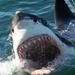 Shark Cage Diving Private Tour from Cape Town