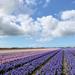 Private Tour: Tulip Fields of Holland Day Tour with Optional Bike Tour from Amsterdam