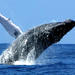 Whale Watch Cruise by Zodiac from Kauai