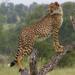 7-Day Private Tour of Kruger National Park