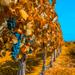 7-Day Best of Mendoza and Buenos Aires Tour: Culture, Wine and Food 