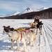 Snow Racket Trekking and Dog Sled Night Tour from Ushuaia
