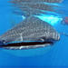 Whale Shark Encounter All-Inclusive Tour in Cancun