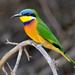 11-Day Bird Watching Tour from Addis Ababa