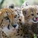 Ann Van Dyk Cheetah Centre Tour from Johannesburg or Pretoria 