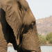 Elephant Sanctuary Tour from Johannesburg 