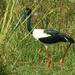 Private Day Trip: Bharatpur and Keoladev Ghana Bird Sanctuary from Agra 