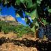 Private Priorat Wine Tour from Barcelona