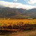 Private Shore Excursion: Cape Winelands Tour from Cape Town