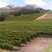 Private Tour: The Cape Winelands, Stellenbosch and Franschhoek from Cape Town 