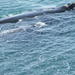 Private Tour: Whale Watching Day Tour to Hermanus from Cape Town 