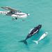 Private Whale Watching Tour by Light Aircraft Including Penguin Viewing and Wine Tasting from Cape Town