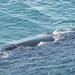 Whale Watching Guided Day Tour from Cape Town