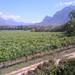 Wine Safari and Franschhoek Motor Museum Experience Guided Private Shore Excursion from Cape Town