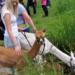 Alpaca Nature Walking Experience in Otterbourne