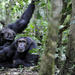10 Days Classic Uganda Primate Tour and Community Work