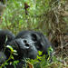 3-Day Rwanda Gorilla Safari