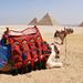 8-Day Egypt Tour: Cairo, Aswan, Luxor and Nile Cruise with Flights Included