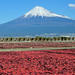 Mt Fuji Private One-Day Tour by Chartered Vehicle from Tokyo